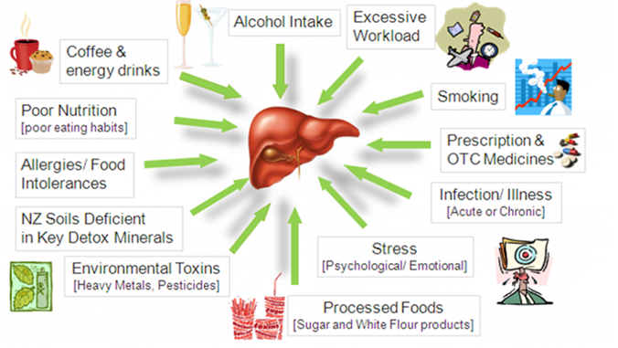 lever, infographic, stress, leverrening, gallblåsa, lever. Detox.