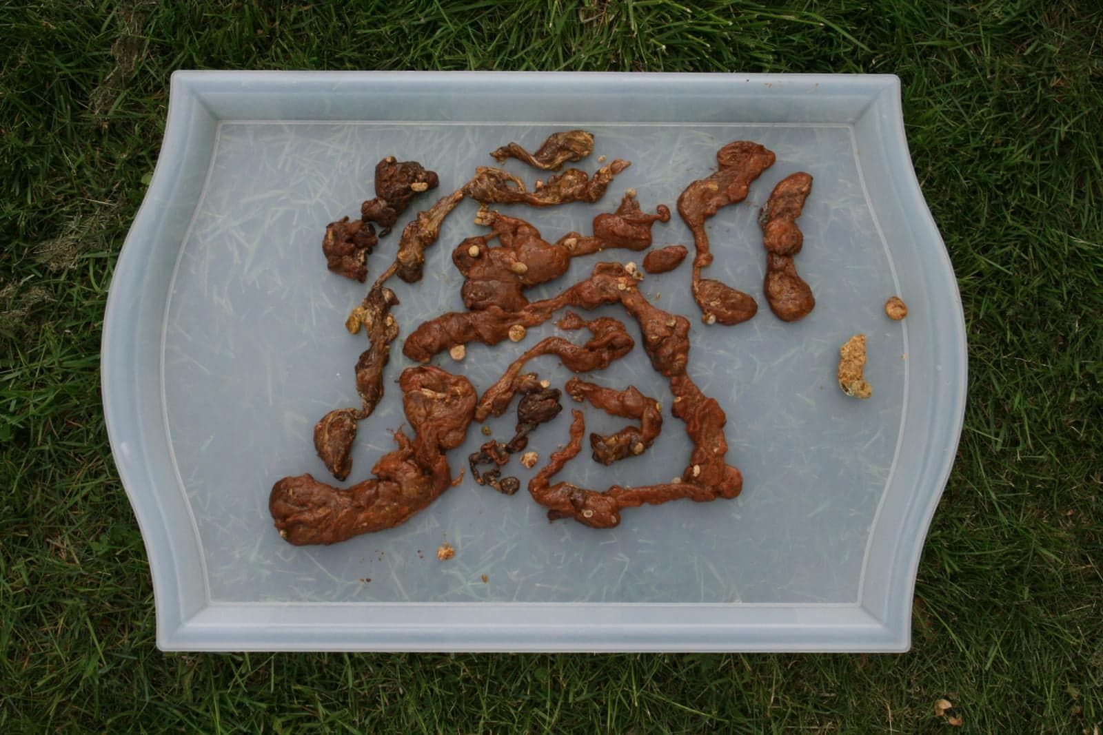 tarmplack. tarmrening. Hawaiiansk tarmrening. gallstenar. leverrening. johan wahlström.