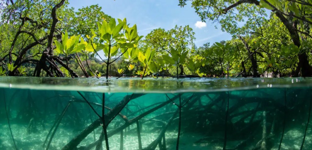 Natur tropisk djungel och vatten.