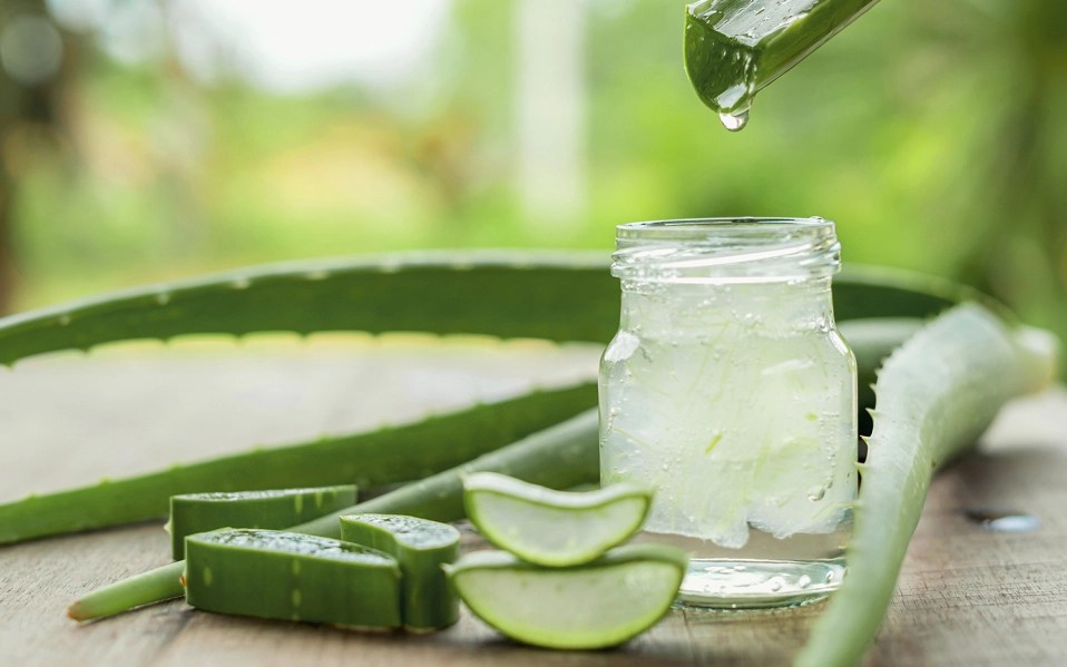 Aloe vera gel och växt på ett träbord utomhus.