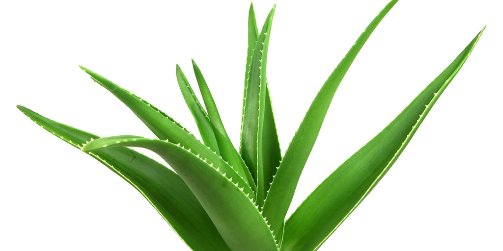 Stor grön aloe vera planta med vit bakgrund.