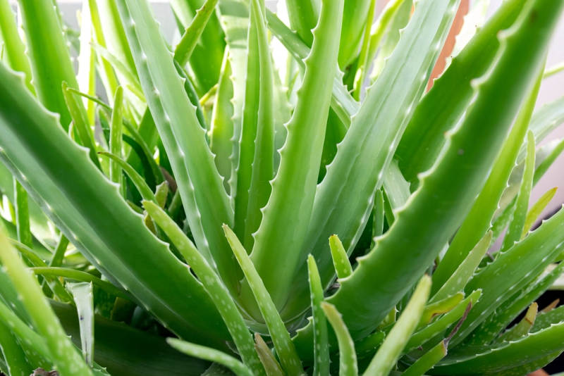 aloe vera växt grön utomhus.