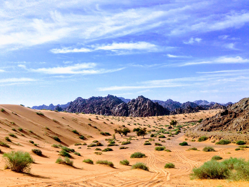 Öken med aloe vera växter och berg och blå himmel.