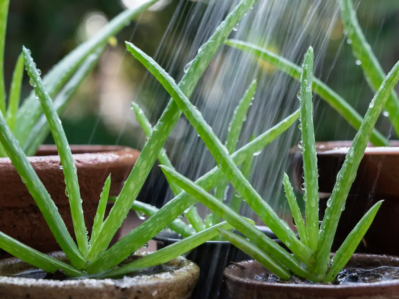 vattna aloe vera planta.