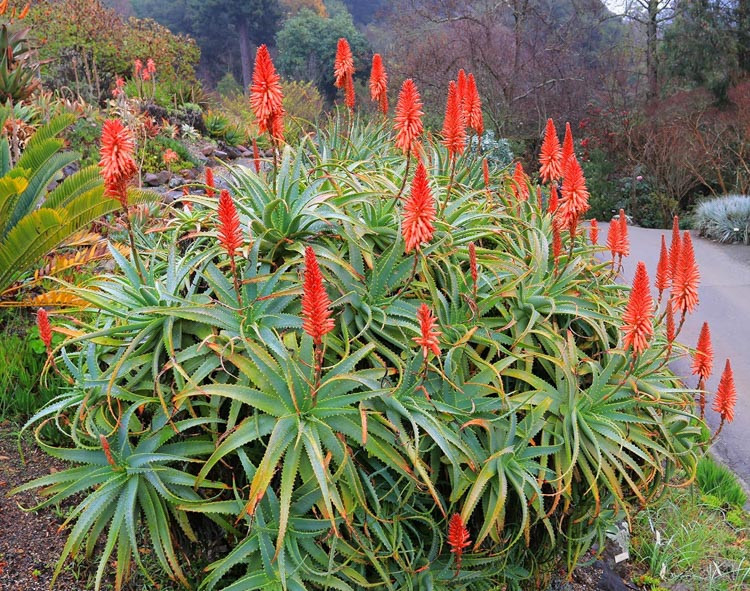 Aloe-arborescens-i-skogen.