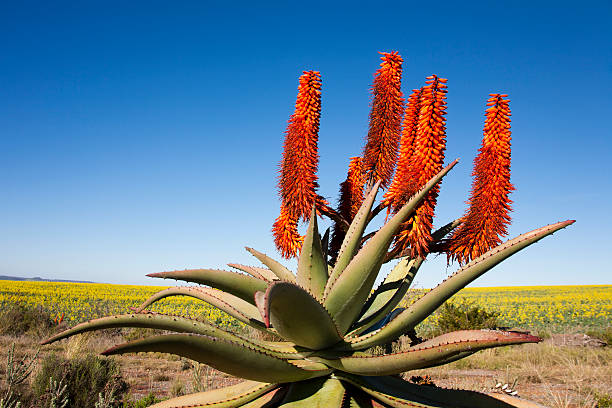 Aloe Ferox bitter aloe blå himmel.