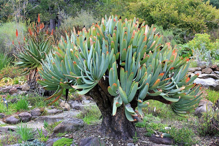 Aloe Plicatilis utomhus i naturen.
