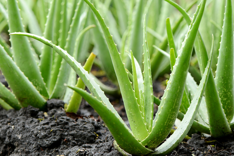Aloe Vera planta utomhus i jorden.