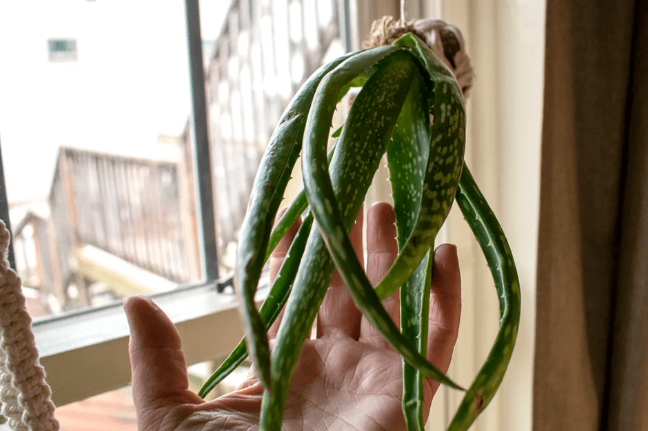 aloe vera planta hänger ner
