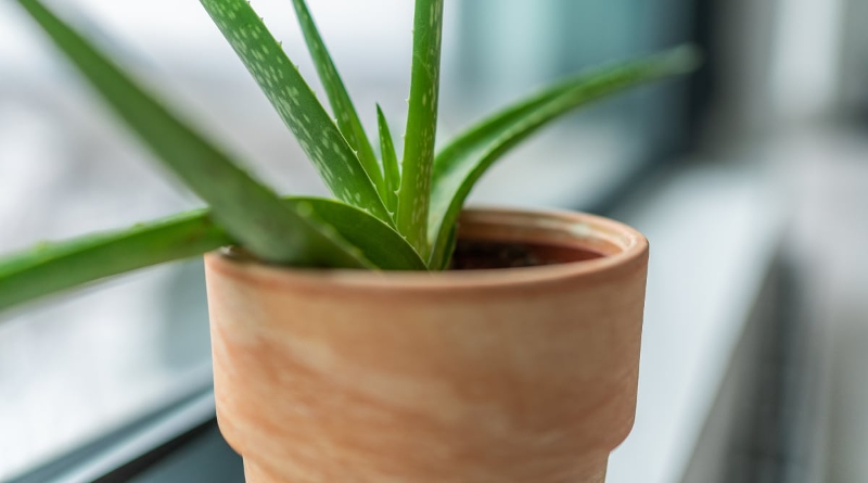 Aloe vera planta i en brun kruka.