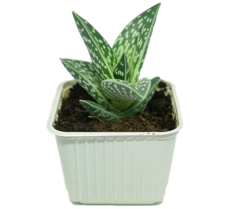 Aloe Variegata i en vit kruka med vit bakgrund.