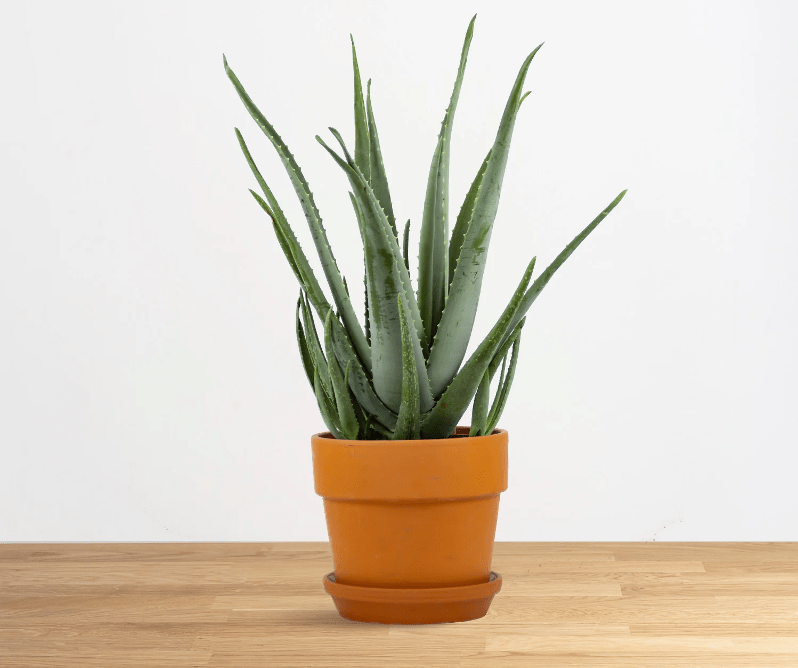 aloe vera växt i en kruka.