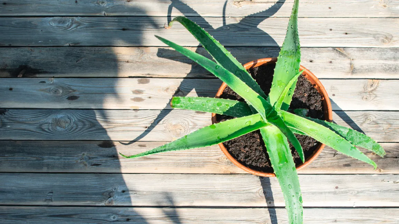 Vacker grön aloe vera planta utomhus i solen på en veranda.