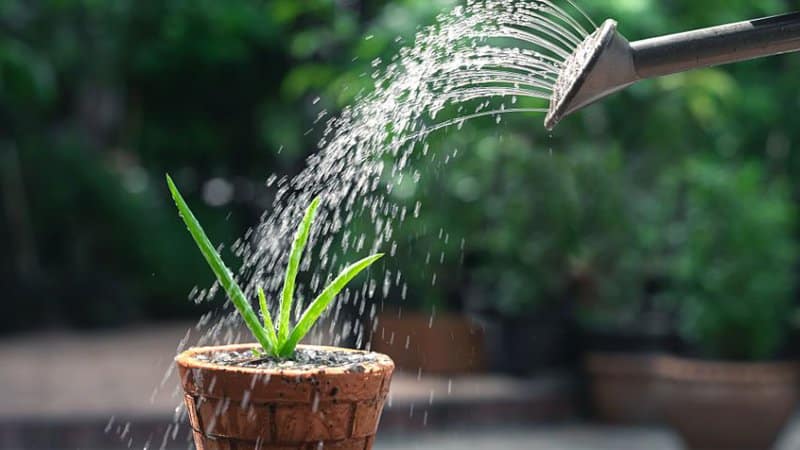Vattning av en liten aloe vera växt.